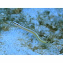 Gunnellichthys curiosus Dawson, 1968