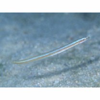 Gunnellichthys viridescens Dawson, 1968