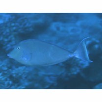 Naso unicornis (Forsskal, 1775)