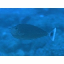 Naso brevirostris (Cuvier, 1829)