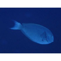 Acanthurus thompsoni (Fowler, 1923)