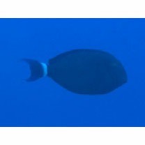 Acanthurus blockii Valenciennes, 1835