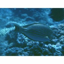 Acanthurus lineatus (Linnaeus, 1758)