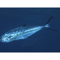 Scomberoides lysan (Forsskal, 1775)