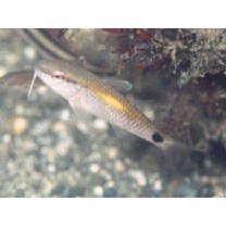 Parupeneus indicus (Shaw, 1803)