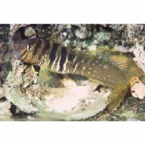 Omobranchus elegans (Steindachner, 1876)