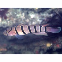 Pterogobius elapoides (Gunther, 1872)