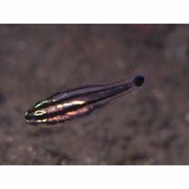 Ostorhinchus doederleini (Jordan et Snyder, 1901)