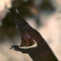 Rhinomuraena quaesita Garman, 1888