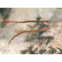 Doryrhamphus (Dunckerocampus) multiannulatus (Regan, 1903)