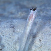 Vanderhorstia belloides Randall, 2007