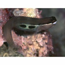 Ecsenius bimaculatus Springer, 1971