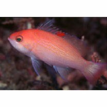 Pseudanthias luzonensis Katayama et Masuda, 1983