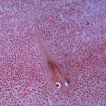 Pleurosicya boldinghi Weber, 1913