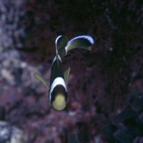 Amphiprion clarkii (Bennett, 1830)