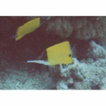 Forcipiger flavissimus Jordan et McGregor, 1898