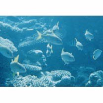 Abudefduf sexfasciatus (Lacepede, 1801)