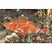 Rhinopias argoliba Eschmeyer, Hirosaki et Abe, 1973