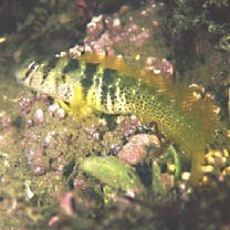 Omobranchus elegans (Steindachner, 1876)