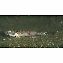 Favonigobius gymnauchen (Bleeker, 1860)