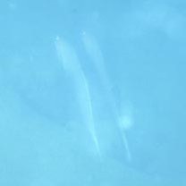 Oxymetopon compressus Chan, 1966