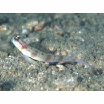 Amblyeleotris gymnocephala (Bleeker, 1853)