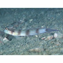 Amblyeleotris gymnocephala (Bleeker, 1853)