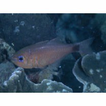 Taeniamia macroptera (Cuvier, 1828)