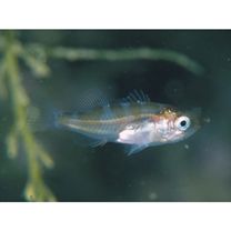 Sebastes ventricosus Temminck et Schlegel, 1843