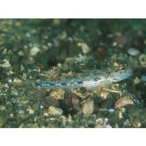 Acentrogobius virgatulus (Jordan et Snyder, 1901)