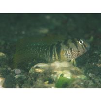 Omobranchus elegans (Steindachner, 1876)