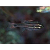 Ostorhinchus doederleini (Jordan et Snyder, 1901)