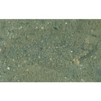 Pleuronectes yokohamae Gunther, 1877