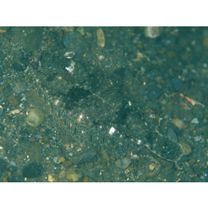 Pleuronectes yokohamae Gunther, 1877