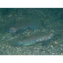 Istigobius campbelli (Jordan et Snyder, 1901)