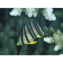 Chaetodon octofasciatus Bloch, 1787