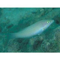 Halichoeres chloropterus (Bloch, 1791)