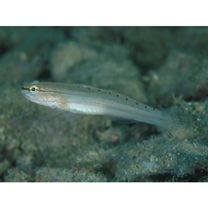 Amblygobius sp. A of Suzuki (2004)