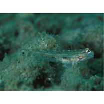 Istigobius goldmanni (Bleeker, 1852)