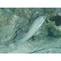 Halichoeres chloropterus (Bloch, 1791)