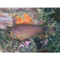 Taeniamia macroptera (Cuvier, 1828)