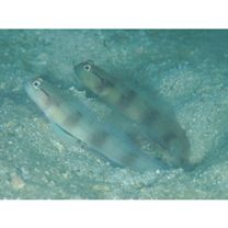 Amblyeleotris gymnocephala (Bleeker, 1853)