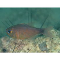 Taeniamia macroptera (Cuvier, 1828)