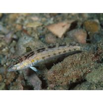 Parapercis sp. 9 (P. sp. 1 of Kuiter, 1992)