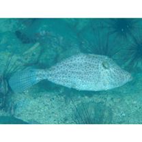 Pseudomonacanthus macrurus (Bleeker, 1856)