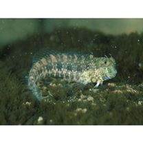 Salarias guttatus Valenciennes, 1836