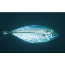 Alepes vari (Cuvier, 1833)