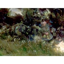 Scartella emarginata (Gunther, 1861)