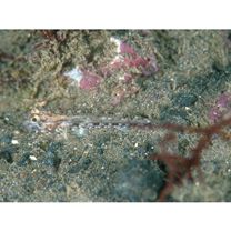 Istigobius campbelli (Jordan et Snyder, 1901)