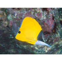 Forcipiger flavissimus Jordan et McGregor, 1898